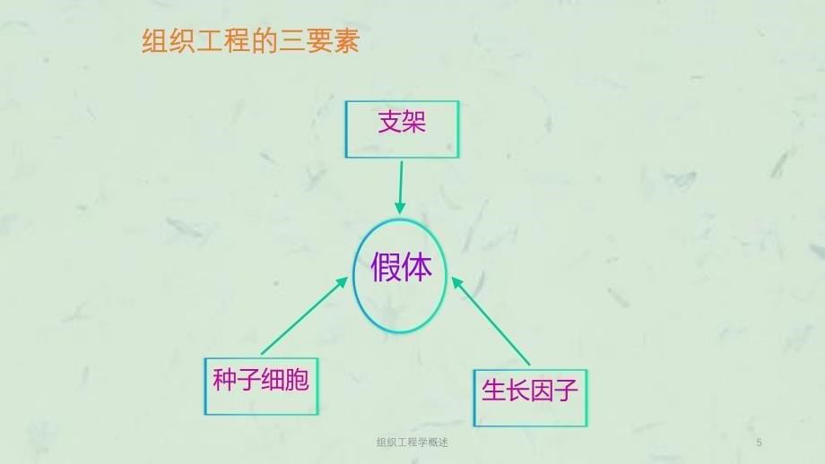 组织工程学概述课件_第5页