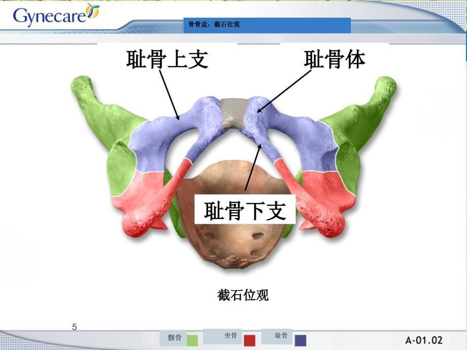 女性盆底解剖（行业荟萃）_第5页