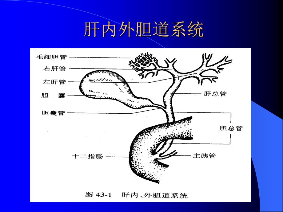 外科学胆道疾病精品_第4页