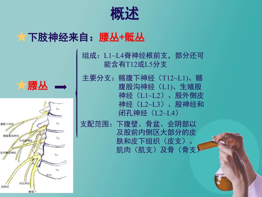 超声定位的下肢神经阻滞_第3页