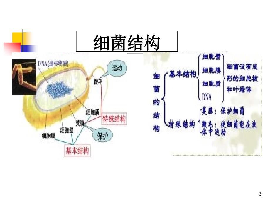 细菌ppt课件_第3页