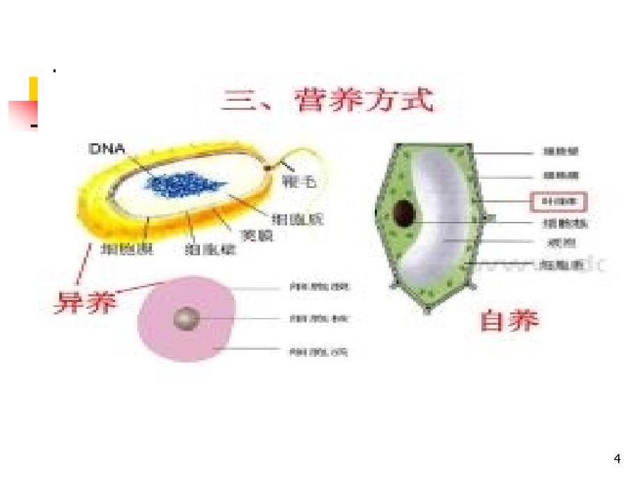 细菌ppt课件_第4页