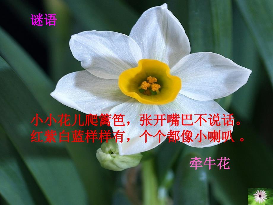 人教版音乐三上第六单元《对鲜花》ppt课件4.ppt