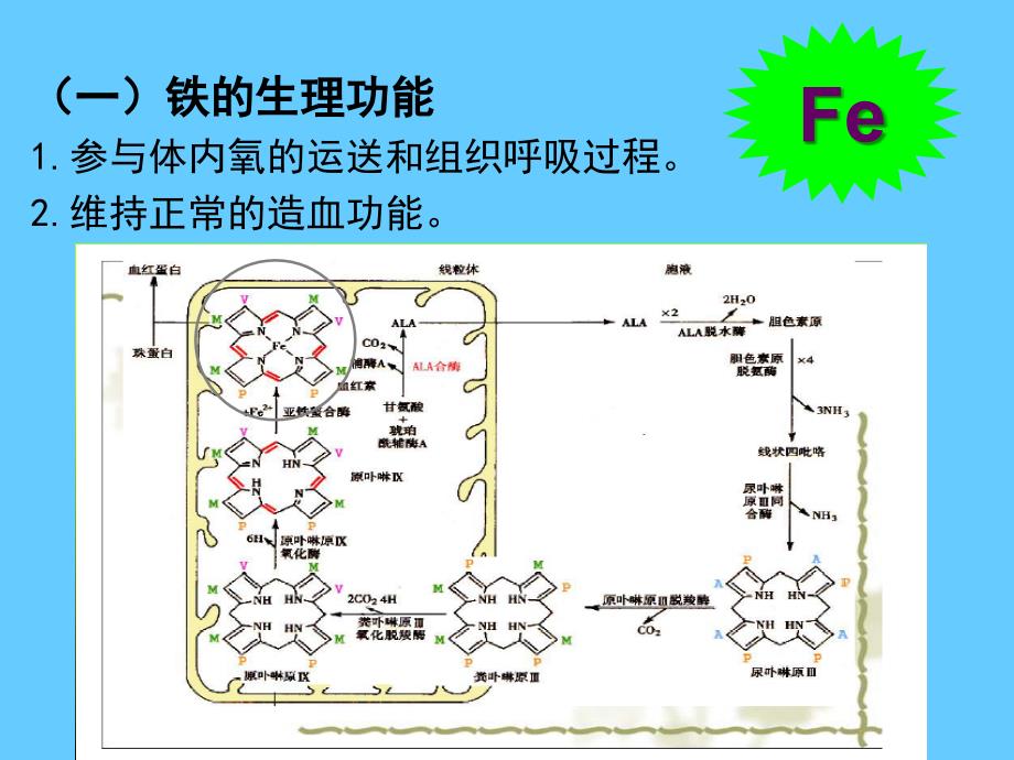 营养学——矿物质铁_第2页