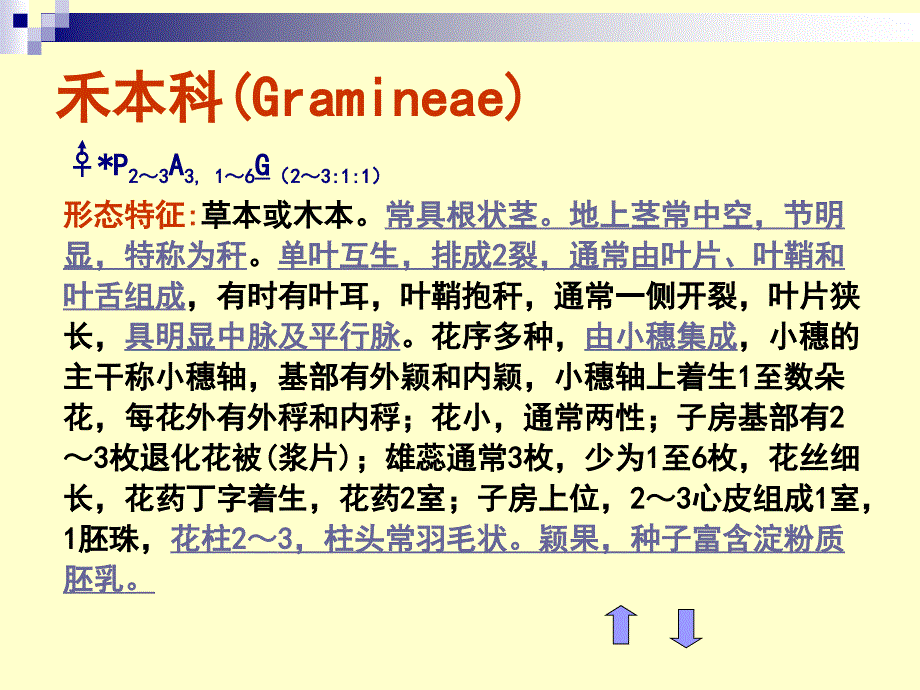 药用植物学第14章单子叶植物纲_第3页