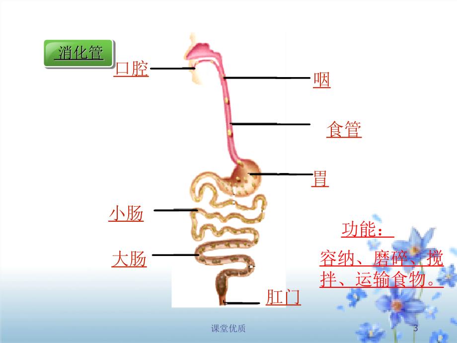 第十章第一节食物中能量的释放[知识发现]_第3页