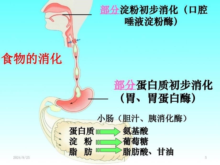 人体需要的能量和营养素课堂PPT_第5页