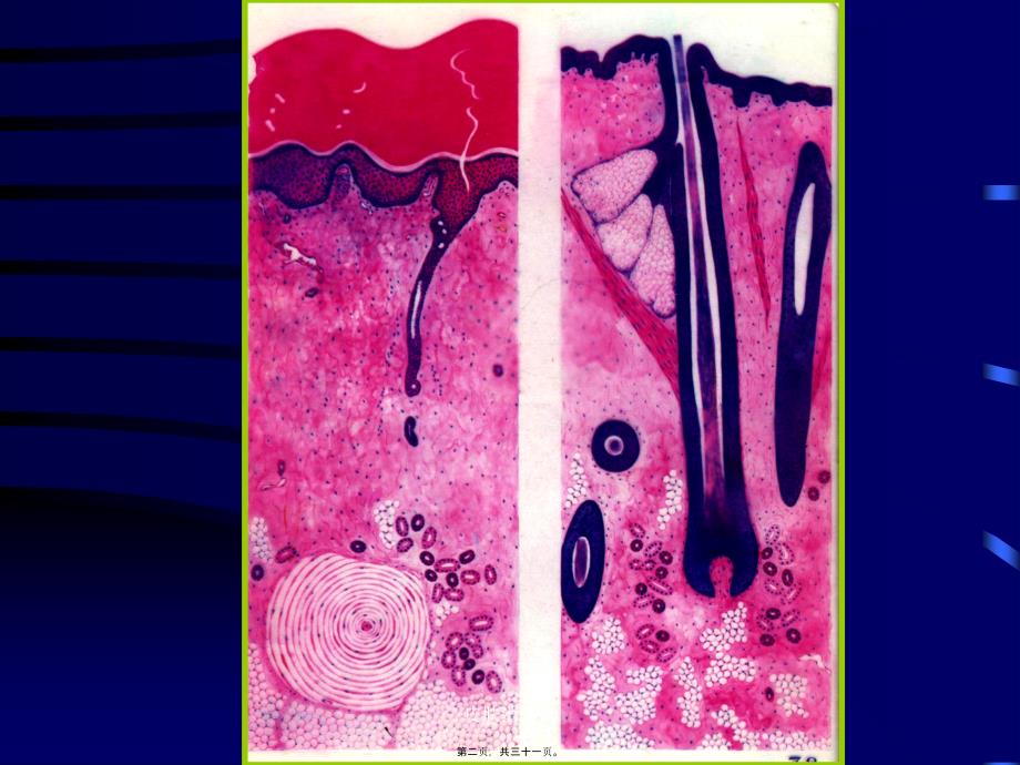 皮肤消化管课件_第2页