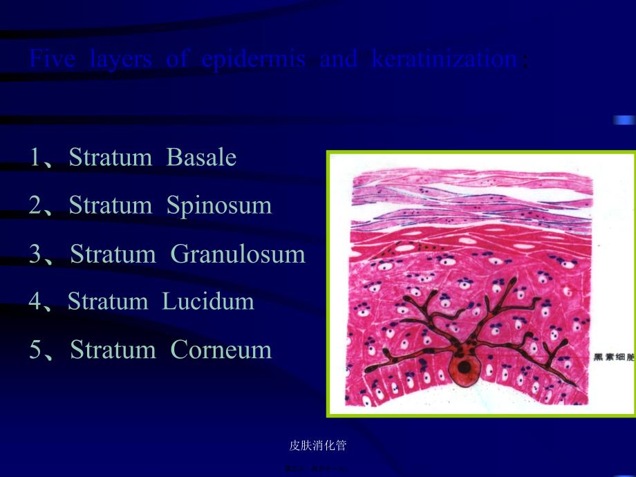 皮肤消化管课件_第3页