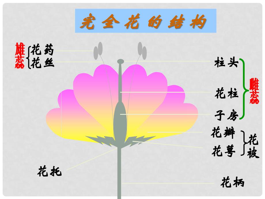 八年级生物下册 植物的生殖1课件 人教新课标版_第3页