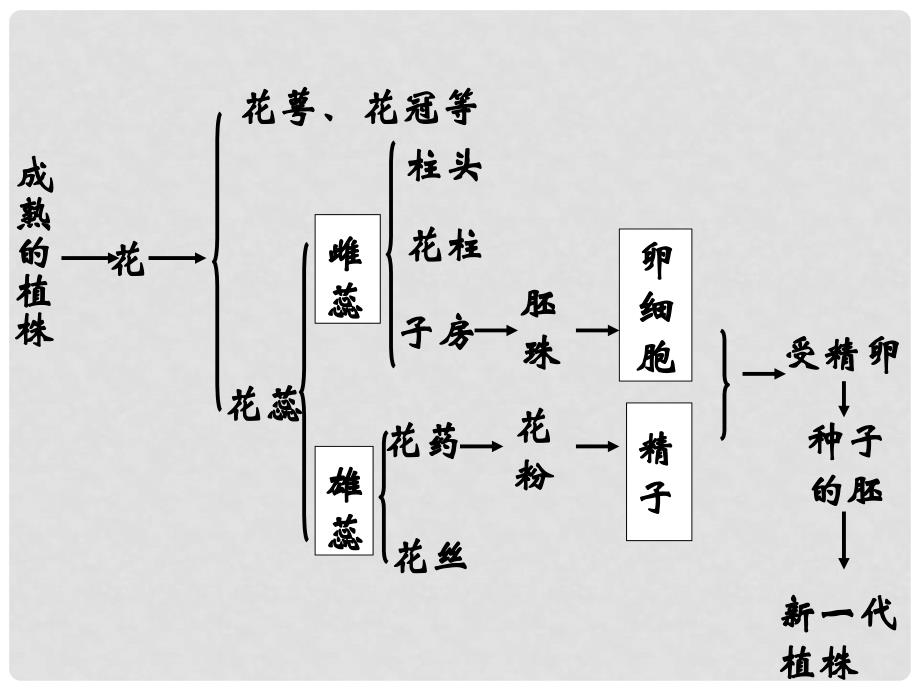 八年级生物下册 植物的生殖1课件 人教新课标版_第4页