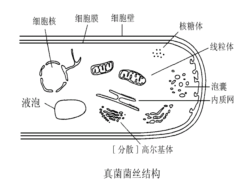 食用菌基础知识_第4页