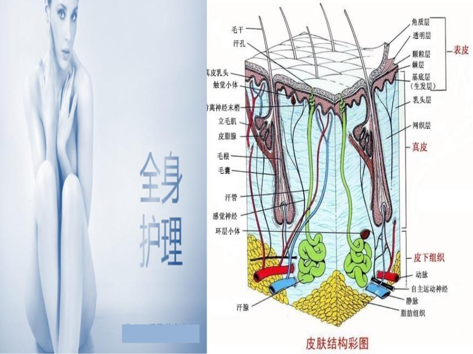 3皮肤解剖学培训课件_第2页