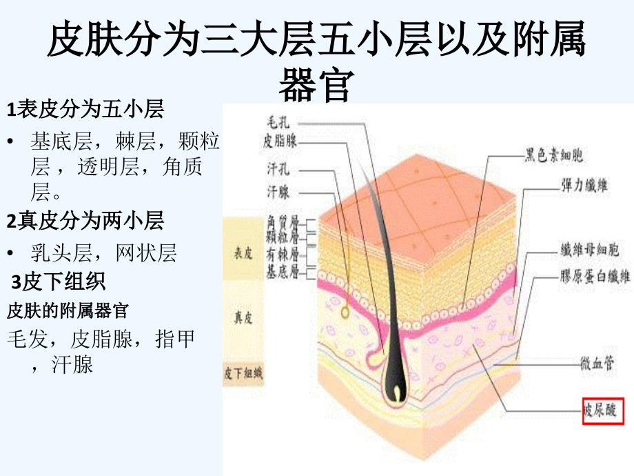 3皮肤解剖学培训课件_第3页