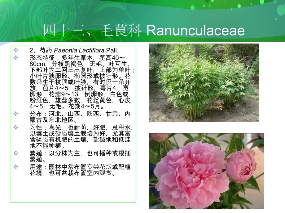 四十三毛茛科Ranunculaceae_第3页