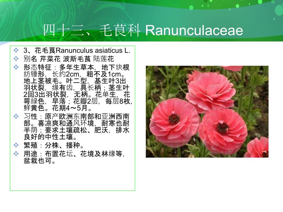 四十三毛茛科Ranunculaceae_第4页