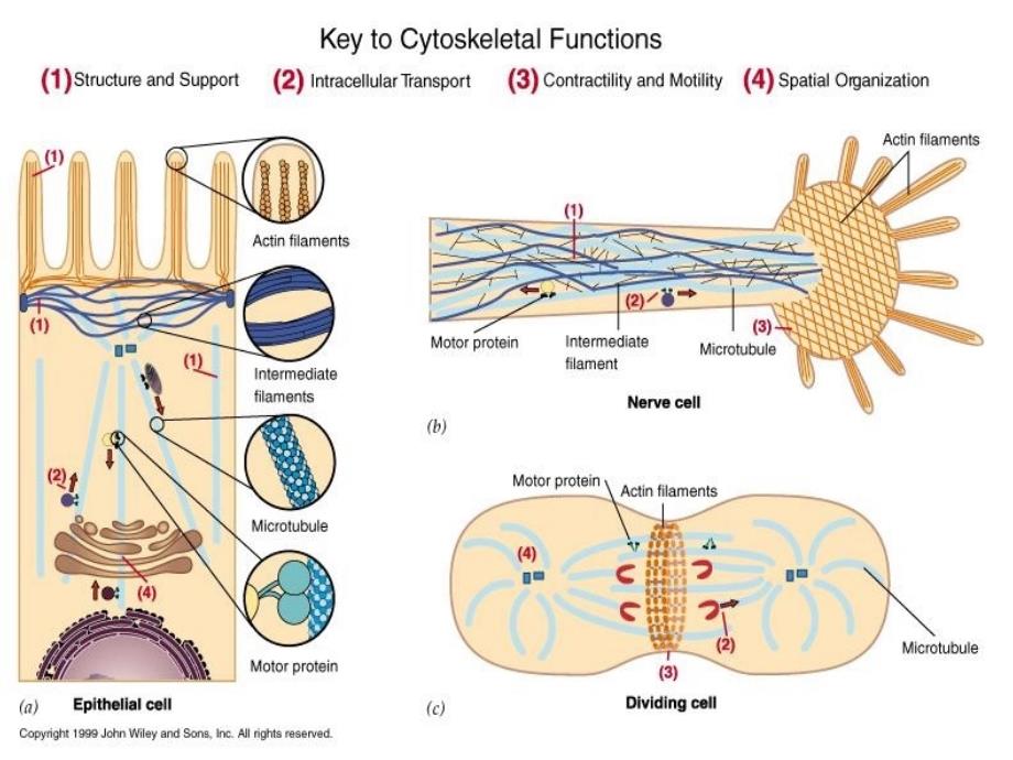 细胞生物学教程第九章+细胞骨架_第3页