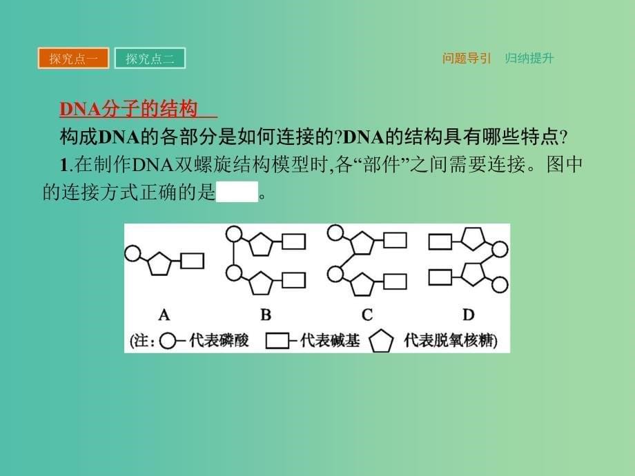 高中生物第3章基因的本质第2节DNA分子的结构课件新人教版.ppt_第5页