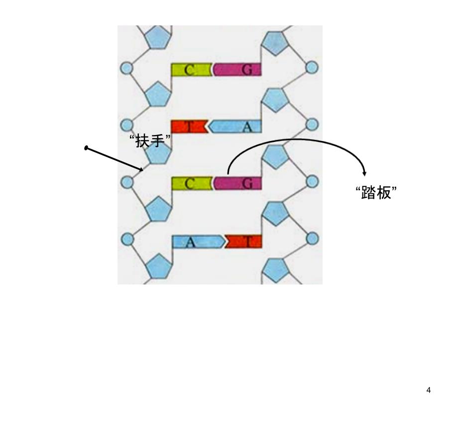 基因工程及其应用图解_第4页