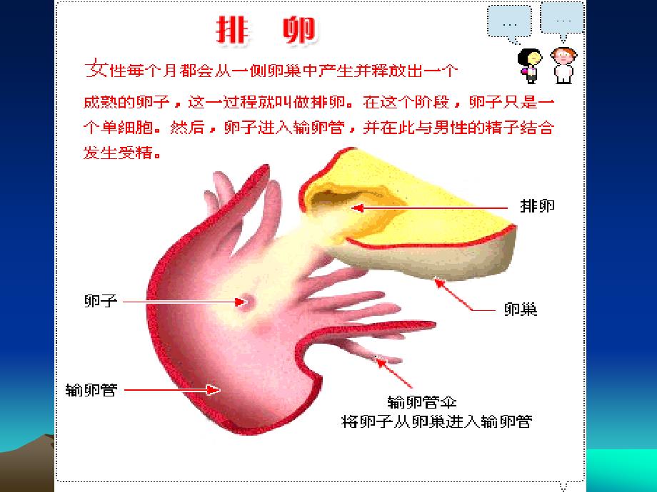 第四章--胎儿期发展ppt_第4页