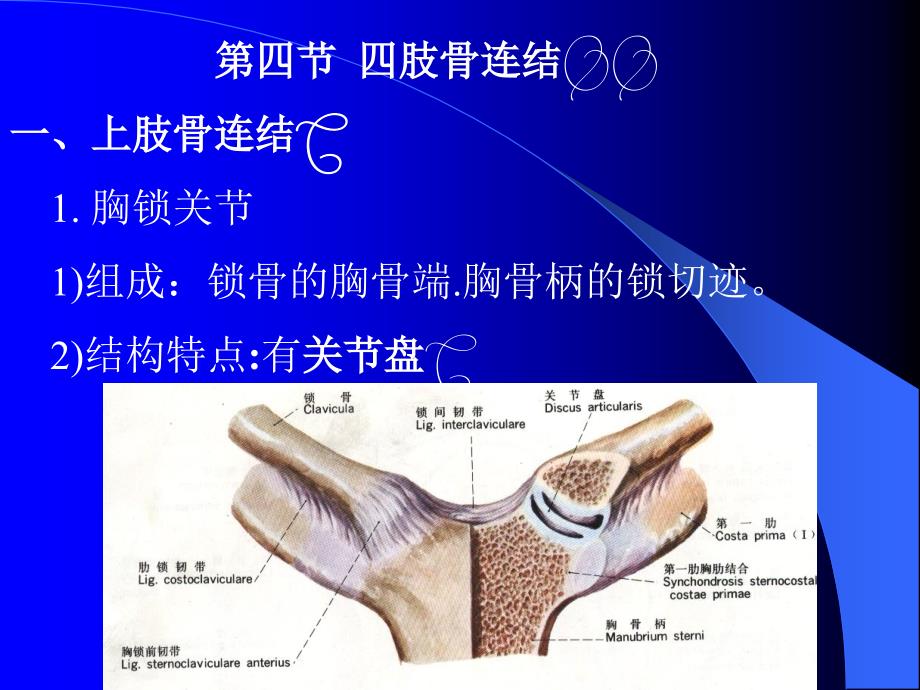 运动解剖学PPT课件四肢骨连结_第1页