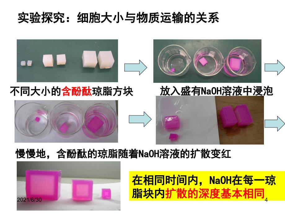 细胞的增殖(有动画)_第4页