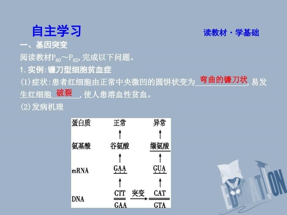 生物 第5章 基因突变及其他变异 第1节 基因突变和基因重组 新人教版必修2_第5页