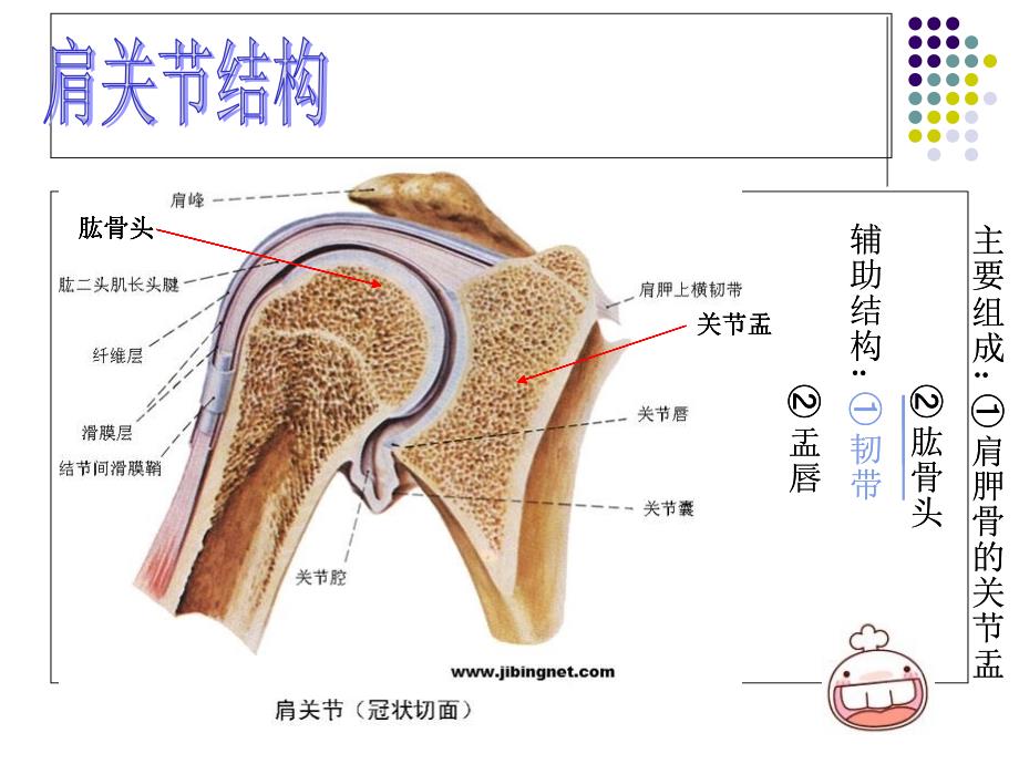 肩关节的主要结构系统解剖学_第3页