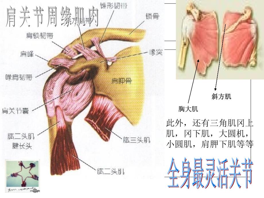 肩关节的主要结构系统解剖学_第4页