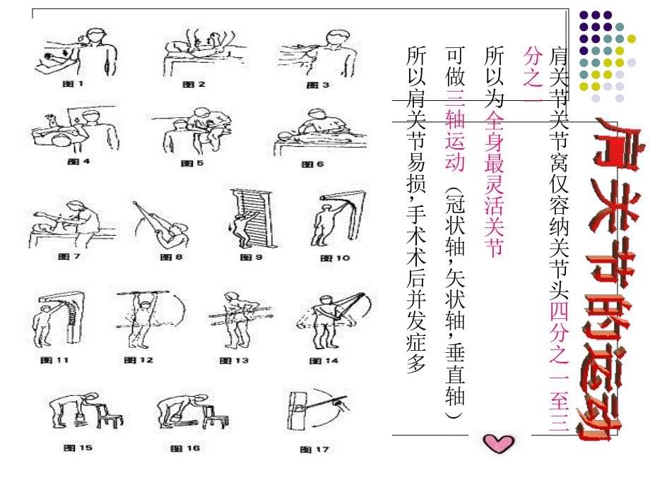 肩关节的主要结构系统解剖学_第5页