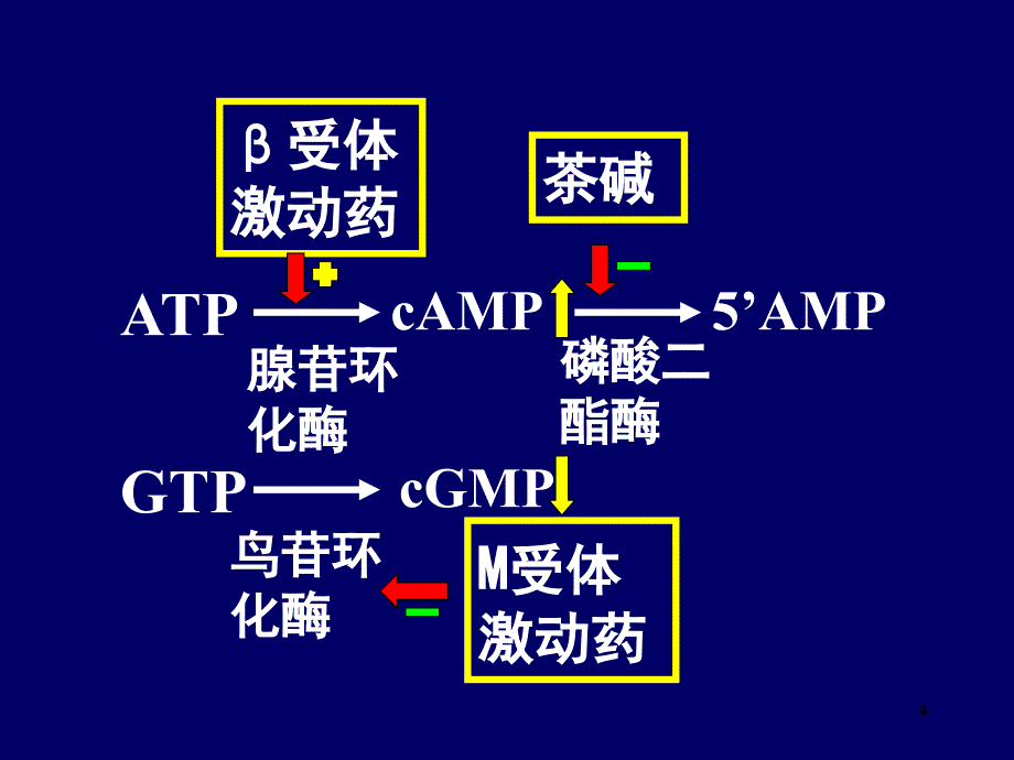 作用于呼吸系统的药物参考PPT_第4页