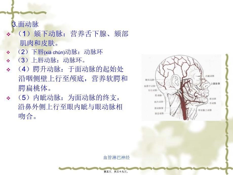 血管淋巴神经课件_第5页