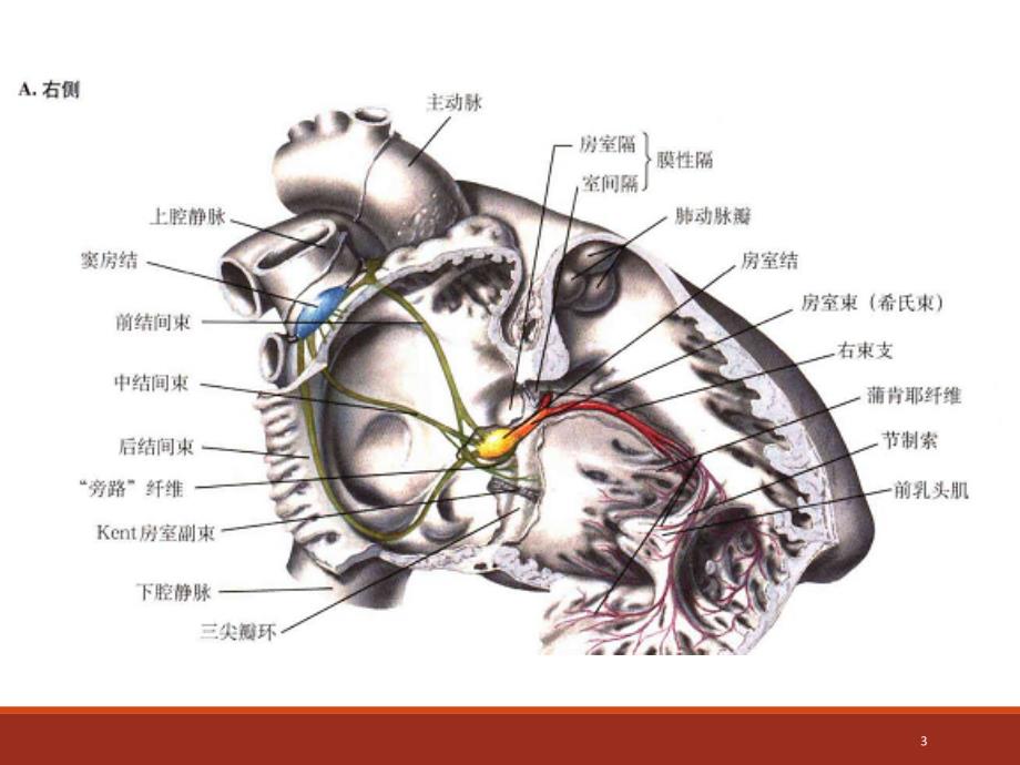 结缔组织病的心脏表现PPT参考幻灯片_第3页