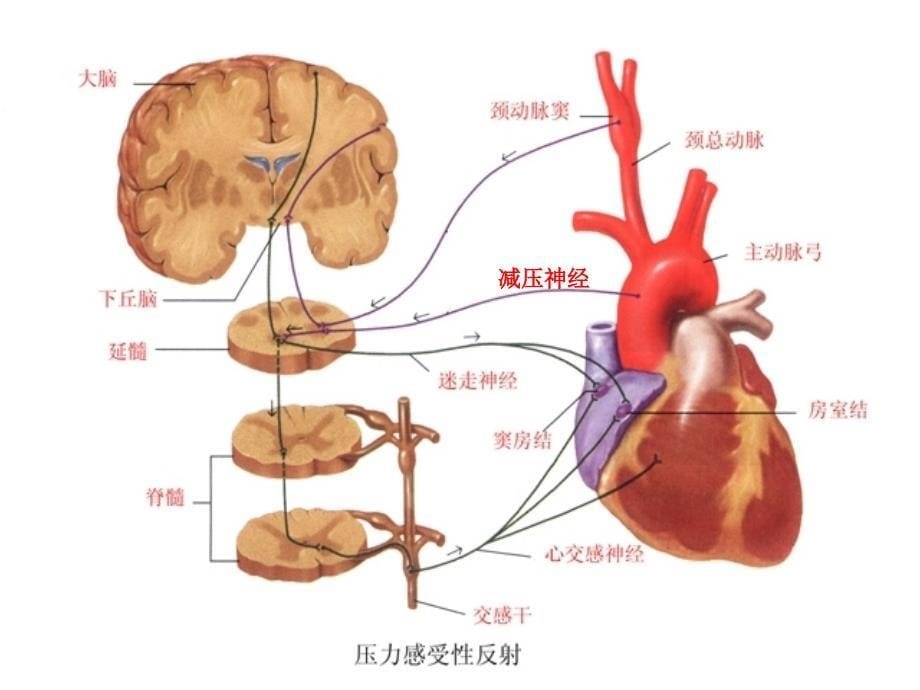 影响家兔血压的因素五年制临床_第5页