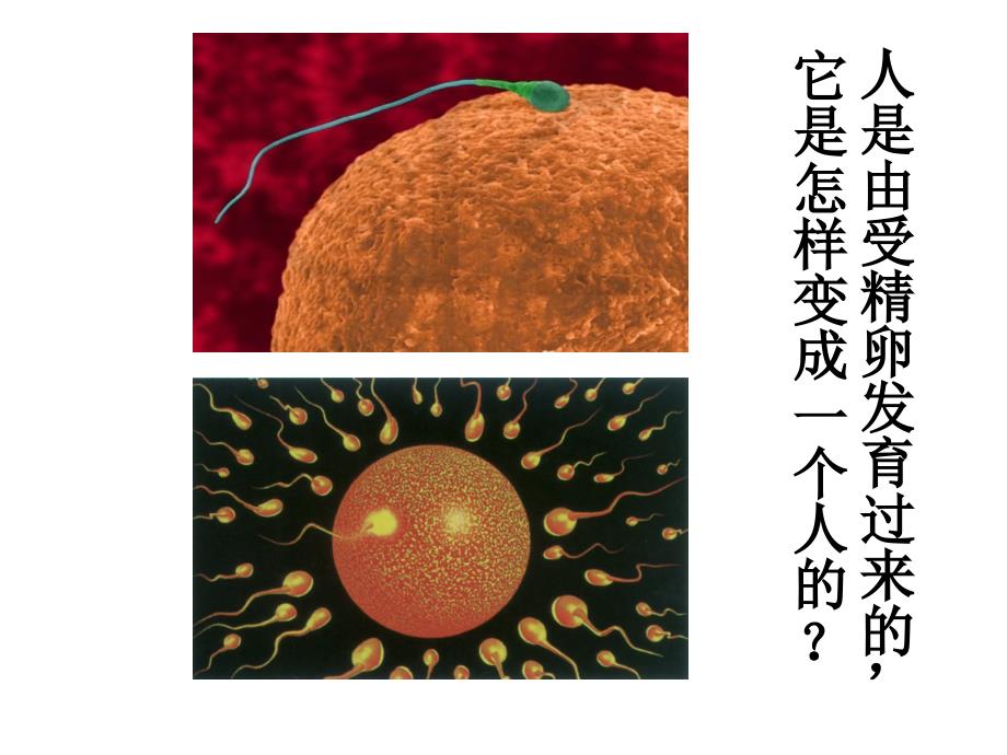 第3节生物体的结构层次1_第1页