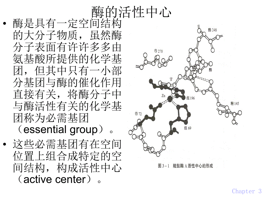 第03章酶ppt课件名师编辑PPT课件_第4页