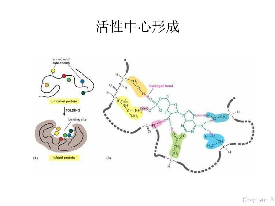 第03章酶ppt课件名师编辑PPT课件_第5页