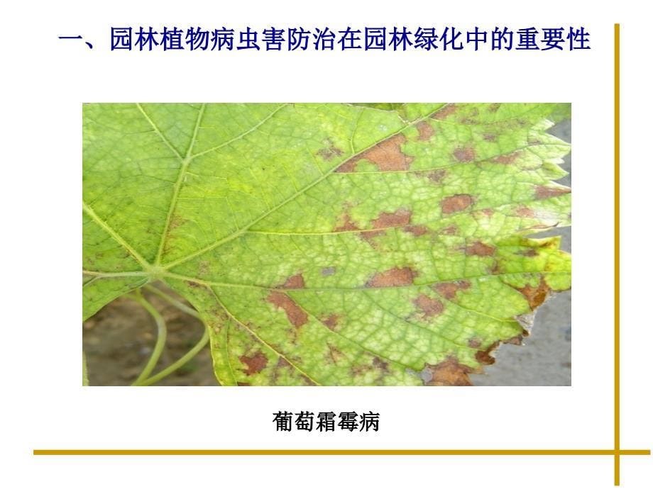 园林植物病虫害防治在园林绿化中的重要性_第5页