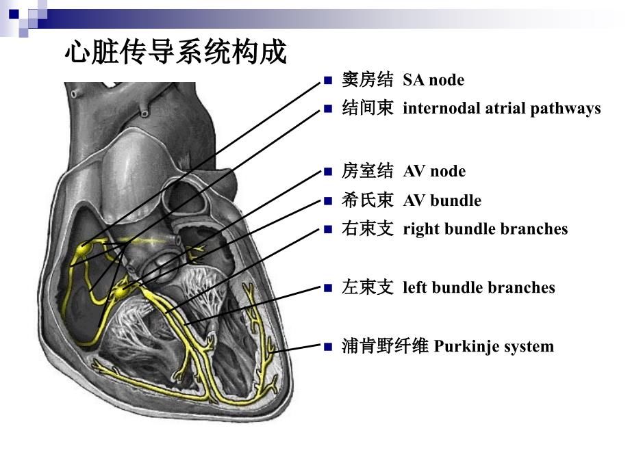 诊断学课件：心电图3_第3页