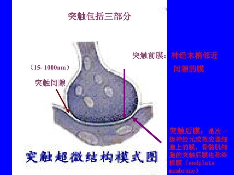 第五章-传出神经系统药理课件_第5页