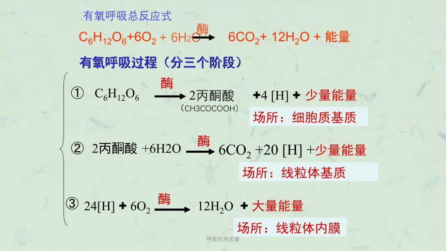 呼吸作用因素课件_第2页