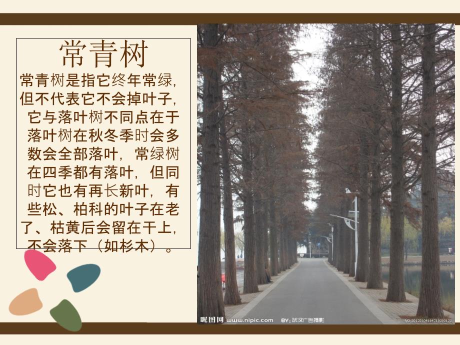 《常青树和落叶树》PPT课件.ppt_第2页