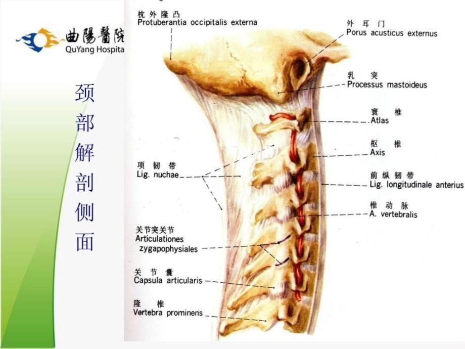 精品]颈椎病的诊治思路_第5页