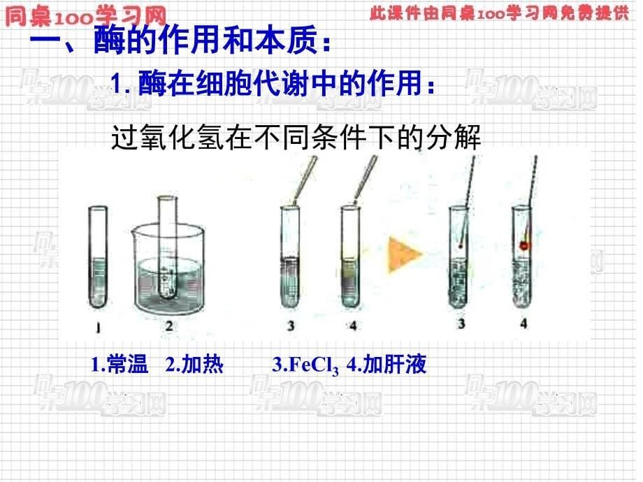 《酶为生活添姿彩》PPT课件_第5页