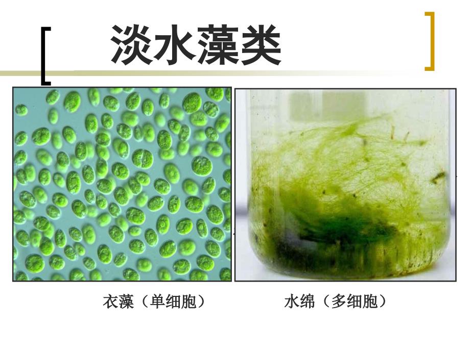 1.3.1藻类、苔藓和蕨类植物_第4页