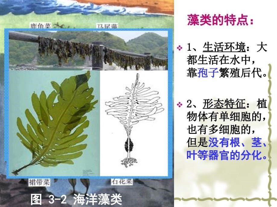 1.3.1藻类、苔藓和蕨类植物_第5页