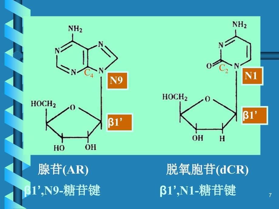 B遗传物质的结构和性质_第5页