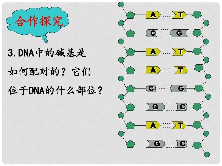 四川省古蔺县高中生物 第三章 基因的本质 3.2 DNA的分子结构（第2课时）课件 新人教版必修2_第5页