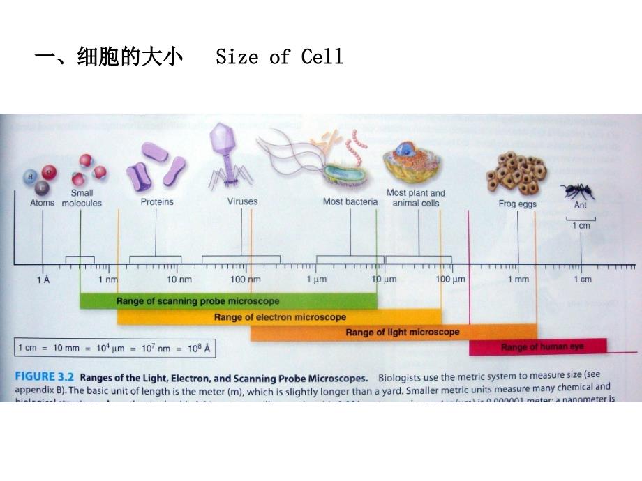 普通生物学课件：2生物的分界_第2页