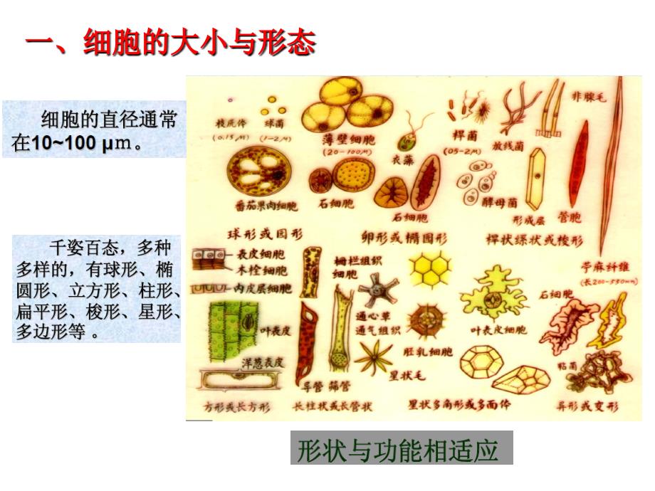 普通生物学课件：2生物的分界_第3页